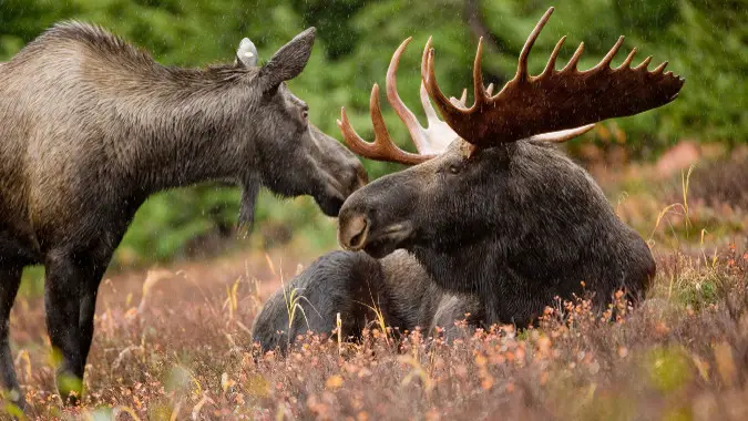 Moose-Header-101615