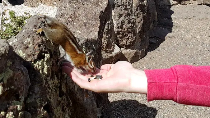 foxfeedinggroundsquirrel2