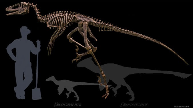 Dakotaraptor-Header-110615