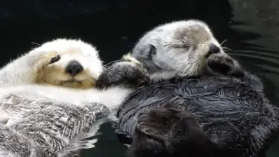 Enjoy these otter-ly sweet videos of sea critters holding hands