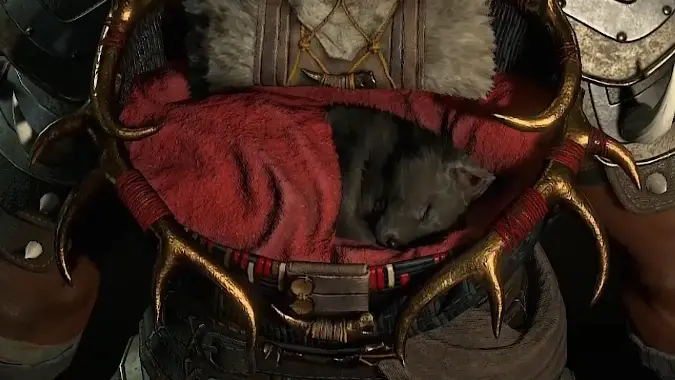 A small wolf snuggled into a red blanket