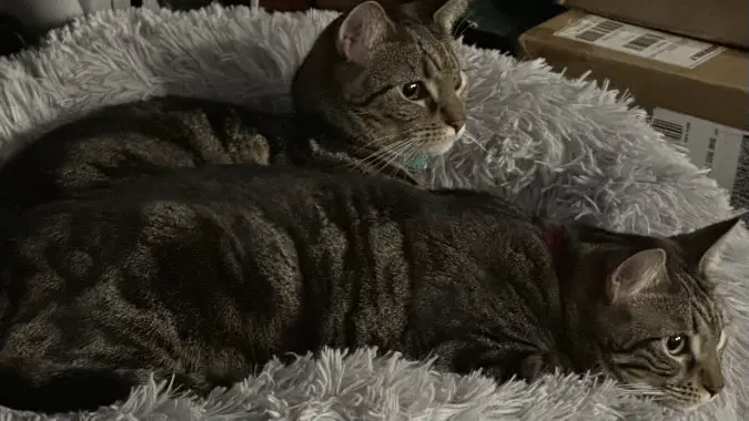 LizP's cats, Belinda and Bettina, laying on a fluffy pillow