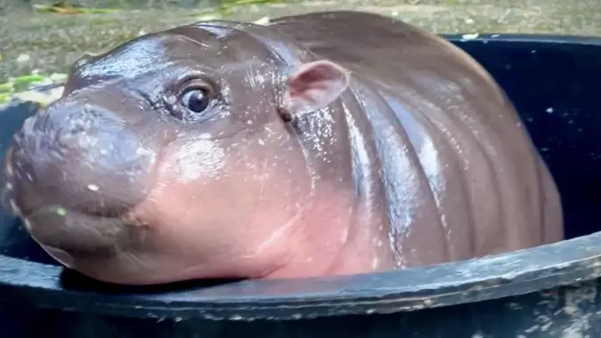 Moo Deng the pygmy hippo in a tub