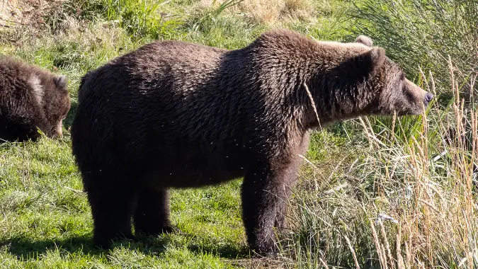 Fat Bear Week 2025 - Bear 26