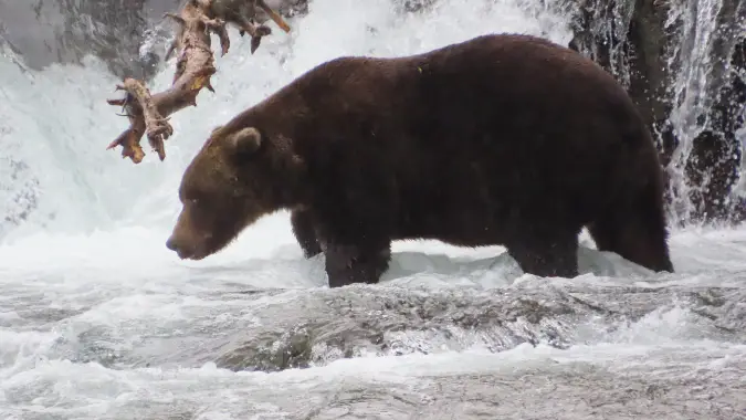 Fat Bear Week 2025 - Bear 503