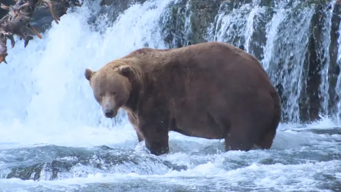 Fat Bear Week 2025 - Bear 602