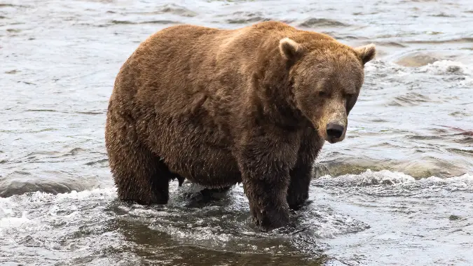 Fat Bear Week 2025 - Bear 856