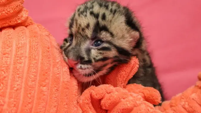 Newborn Clouded Leopard Cub at the Nashville Zoo