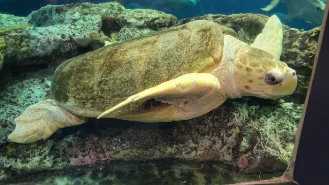 Caretta the loggerhead sea turtle from the South Carolina Aquarium taking a nap