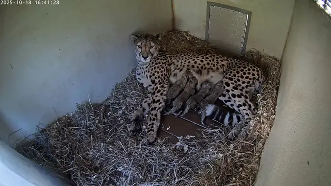 Cheetah Amabala With Her Cubs in their den